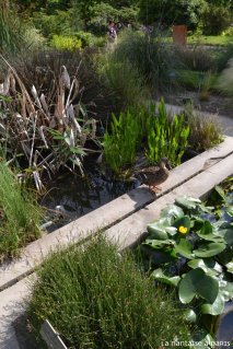 Le Jardin des Plantes by La Nantaise