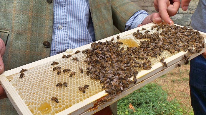 Le Miel de Paris. Mouffetard Addict (1)