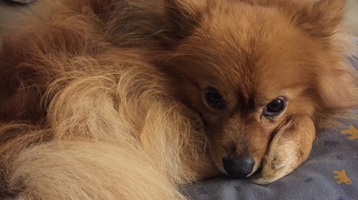 La Nantaise a Paris. Retrospective (2)