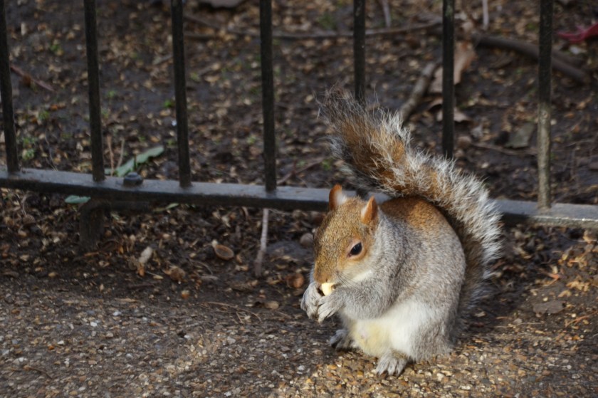 Londres. St James Park. La Nantaise à Paris