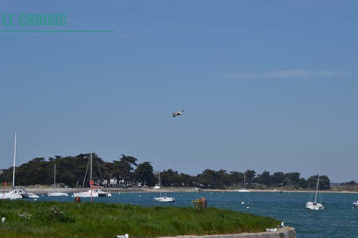 Croisic. Loire-Atlantique. La Nantaise à Paris (2)