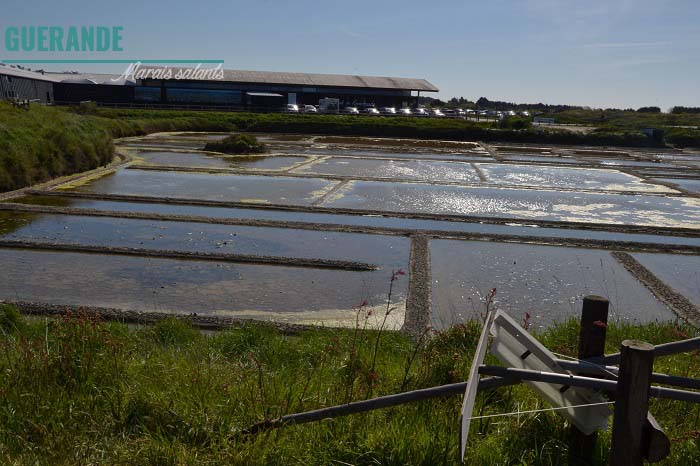Guérande. Marias salants.  Loire-Atlantique. La Nantaise à Paris