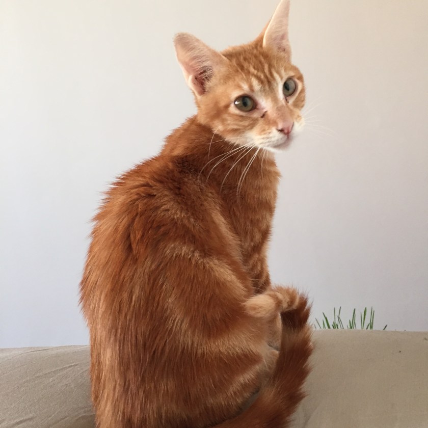 retrospective-la-nantaise-a-paris-20161009-2