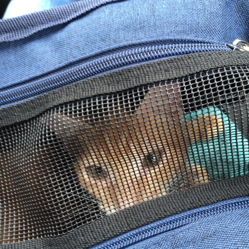 retrospective-la-nantaise-a-paris-20161009-3