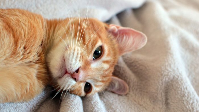 instacat-chat-machin-mint-la-nantaise-a-paris-0