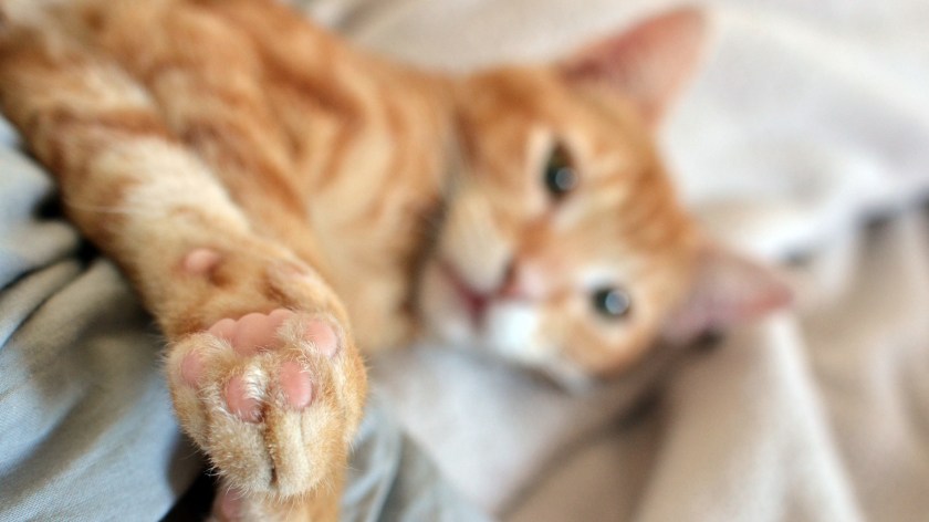 instacat-chat-machin-mint-la-nantaise-a-paris-1