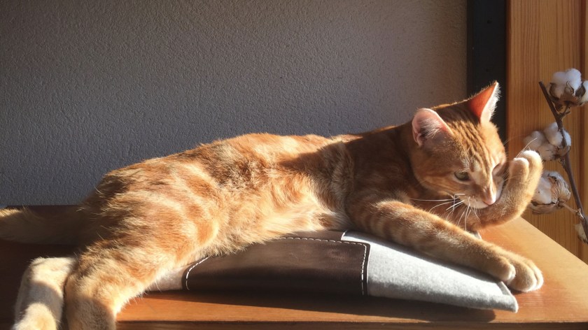 instacat-chat-machin-mint-la-nantaise-a-paris-2