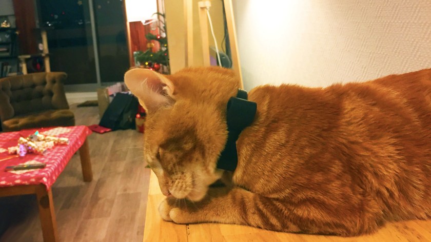 instacat-chat-machin-mint-la-nantaise-a-paris-6