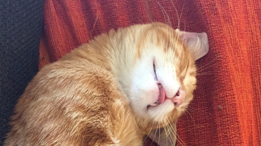 instacat-chat-machin-mint-la-nantaise-a-paris-7