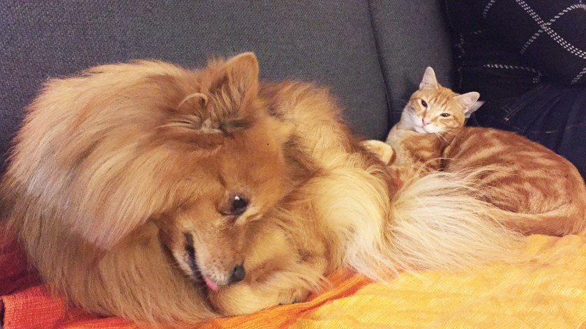 instacat-chat-machin-mint-la-nantaise-a-paris-8